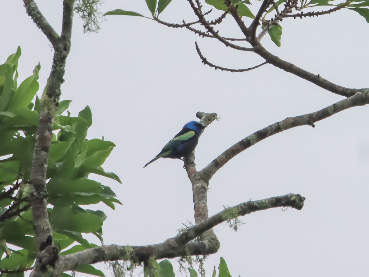 Blue-necked Tanager - ML612503024