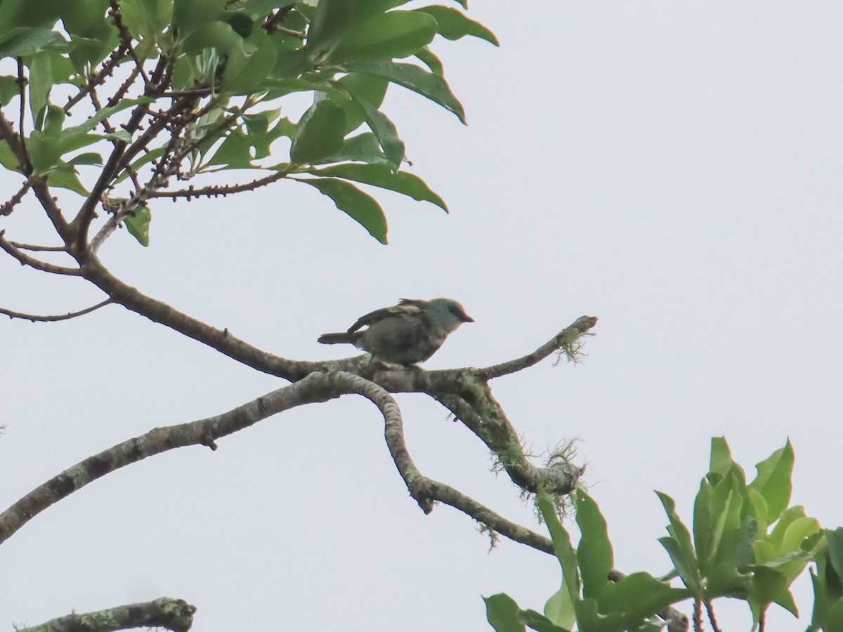 Blue-necked Tanager - ML612503025