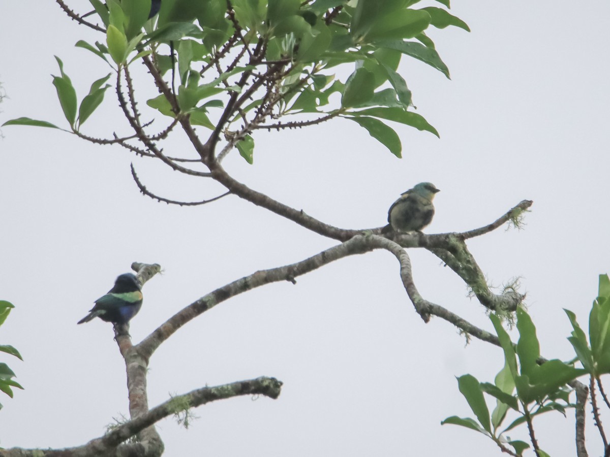 Blue-necked Tanager - ML612503026