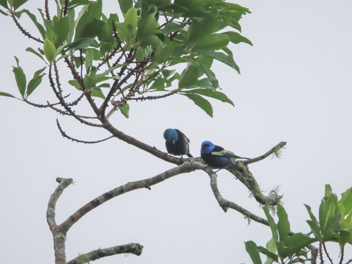 Blue-necked Tanager - ML612503027