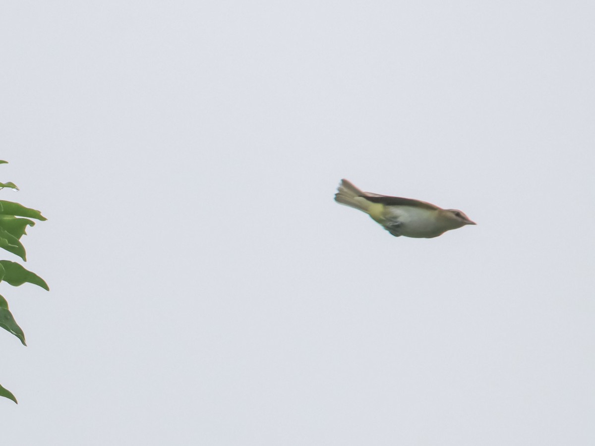 Red-eyed Vireo - ML612503049