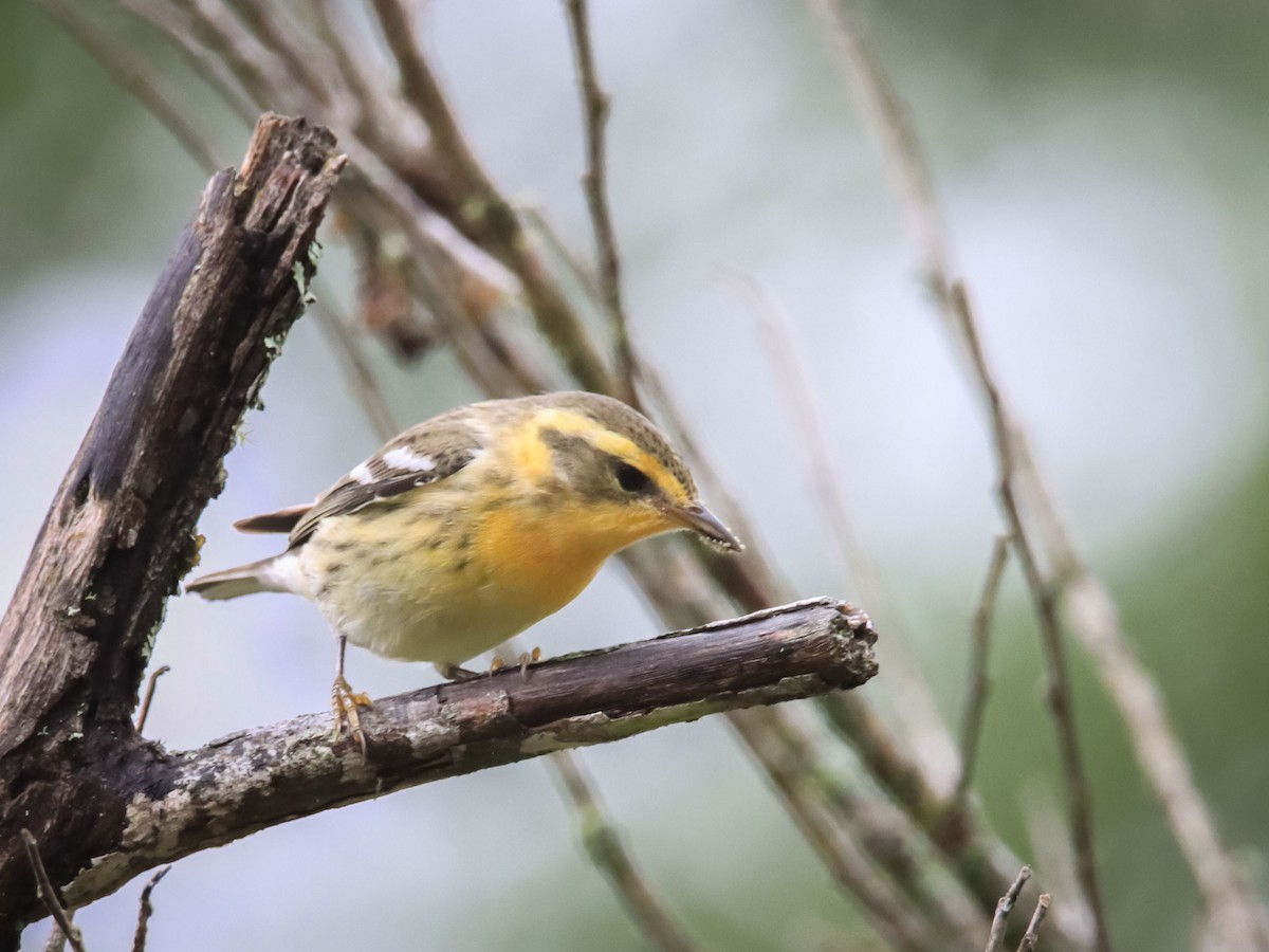 Blackburnian Warbler - ML612503061