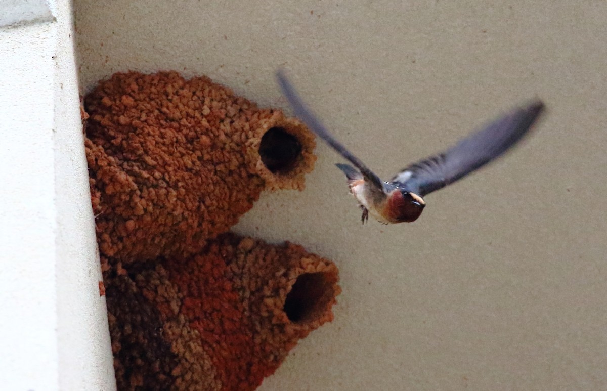 Cliff Swallow - ML61250311