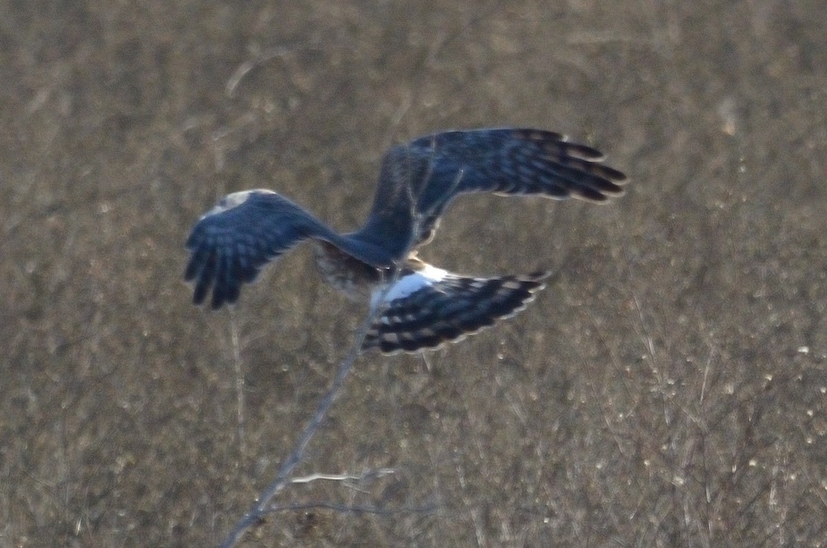 Northern Harrier - ML612503215