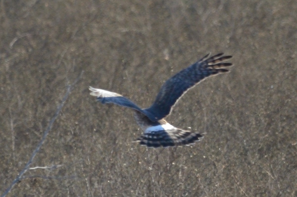 Northern Harrier - ML612503216