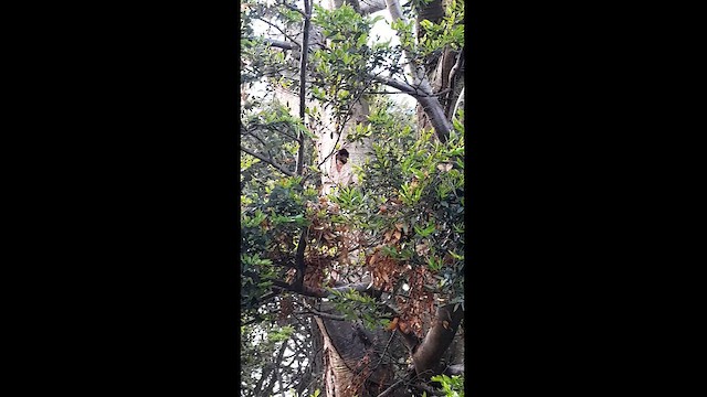 Chilean Flicker - ML612503219