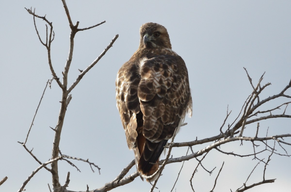 Red-tailed Hawk - ML612503221