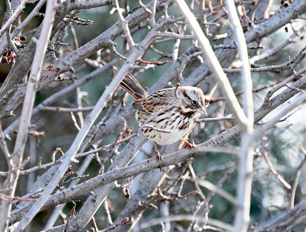 Song Sparrow - ML612503233