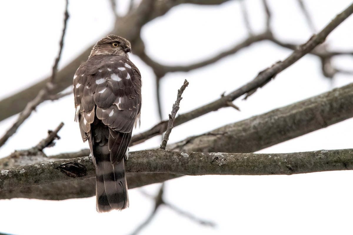 Sharp-shinned Hawk - ML612503302