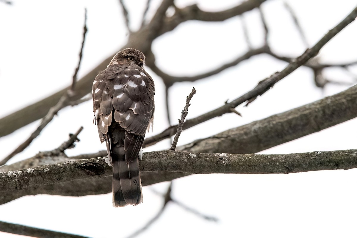 Sharp-shinned Hawk - ML612503303