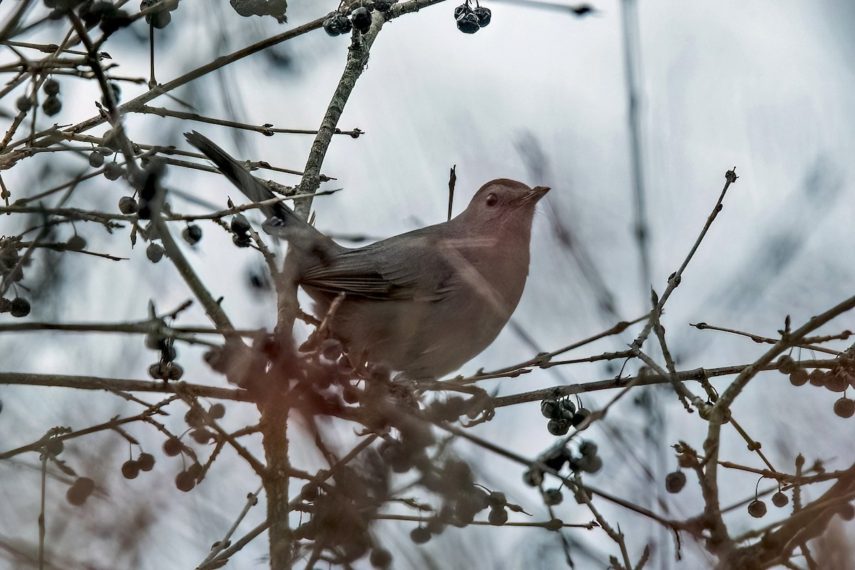 Gray Catbird - ML612503313