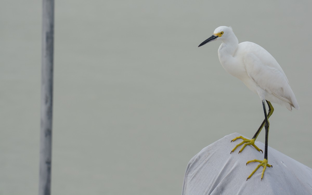 Snowy Egret - ML612503327