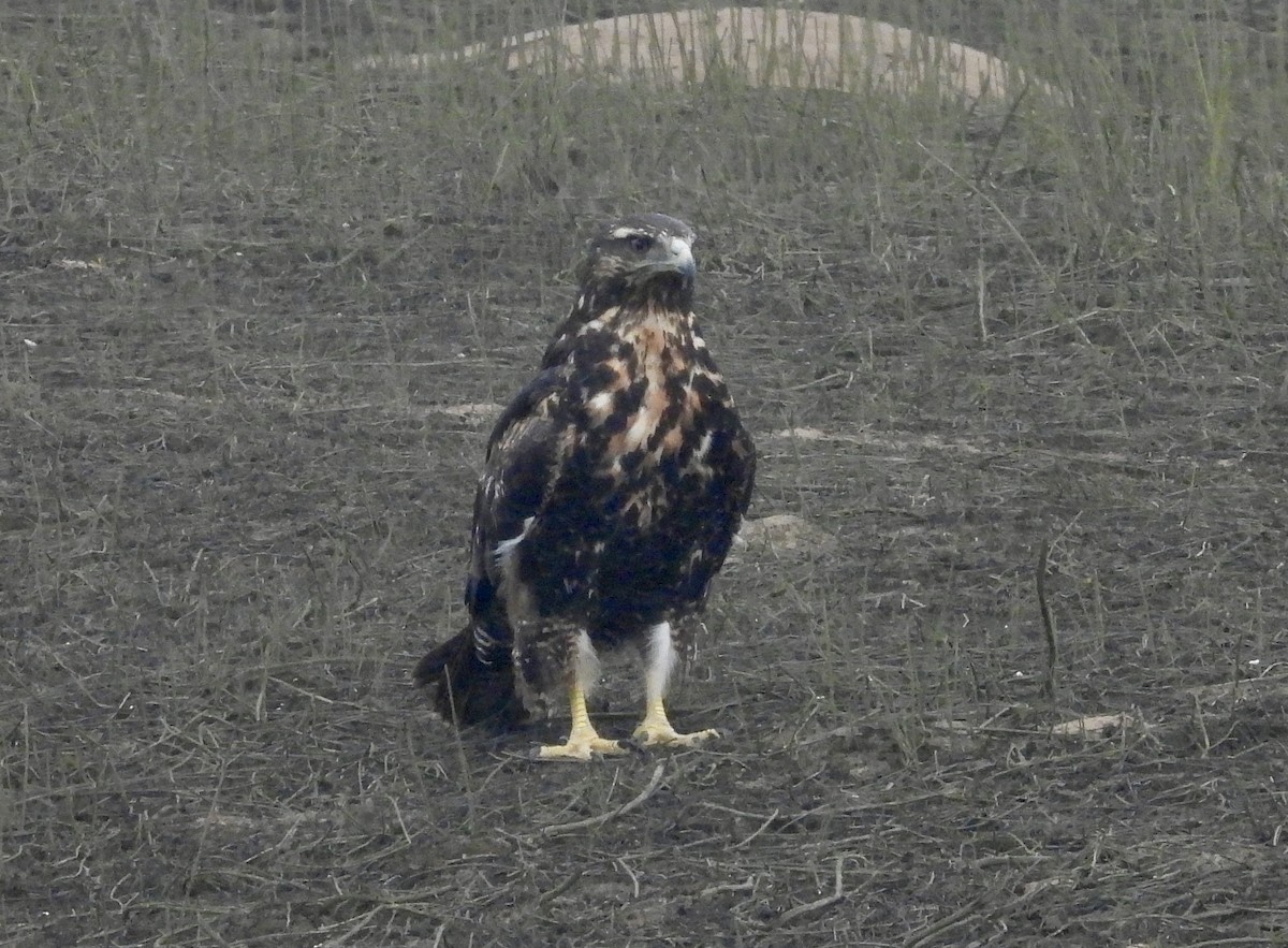 Black-chested Buzzard-Eagle - ML612503332