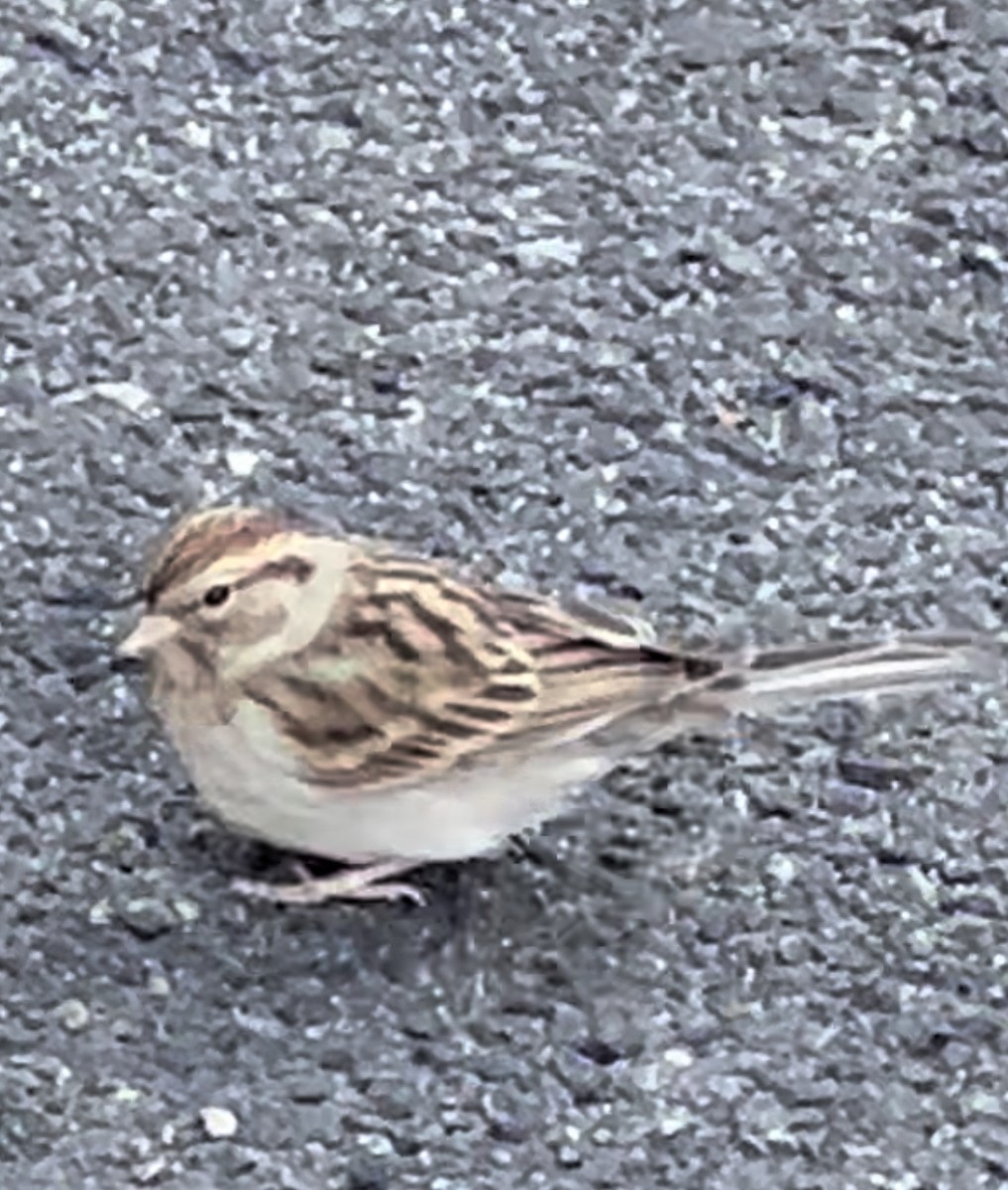 Chipping Sparrow - ML612503352