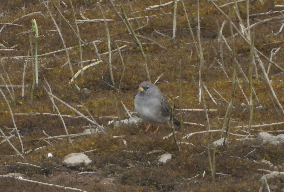 Band-tailed Sierra Finch - ML612503355