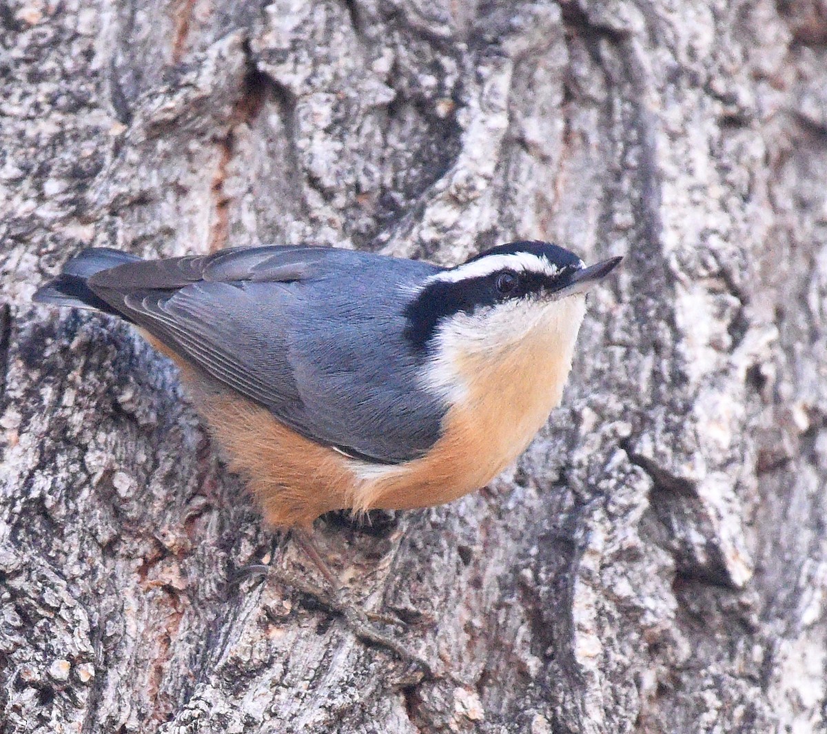 Red-breasted Nuthatch - Steven Mlodinow