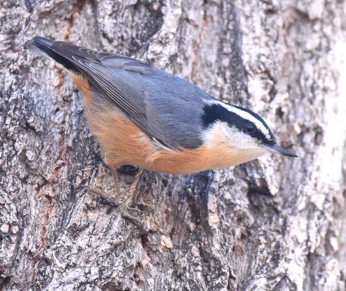 Red-breasted Nuthatch - Steven Mlodinow