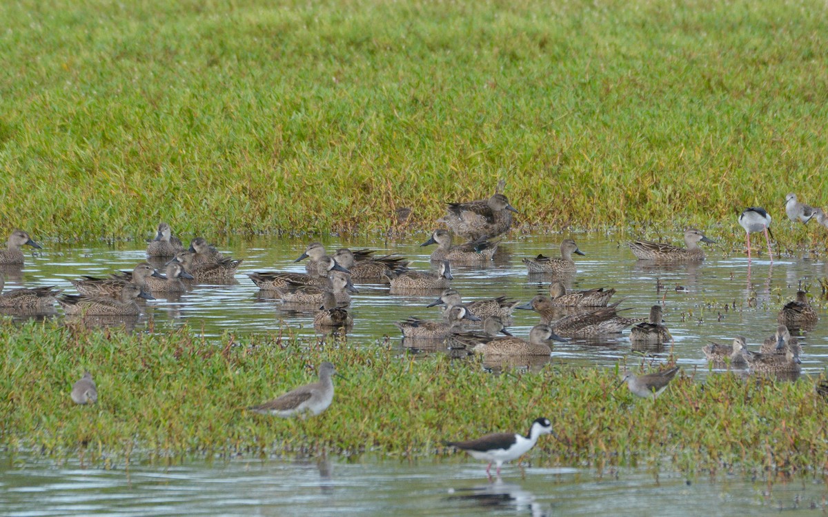 Northern Pintail - ML612503372