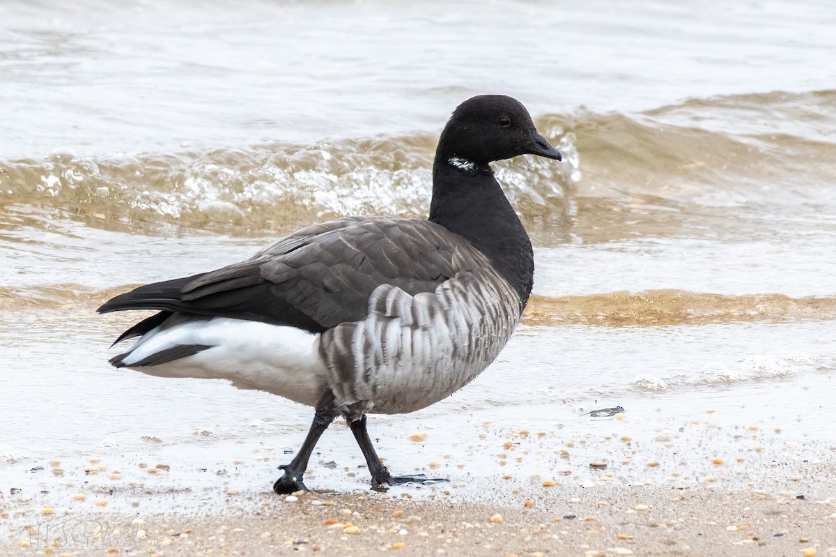 Brant (Atlantic) - ML612503415