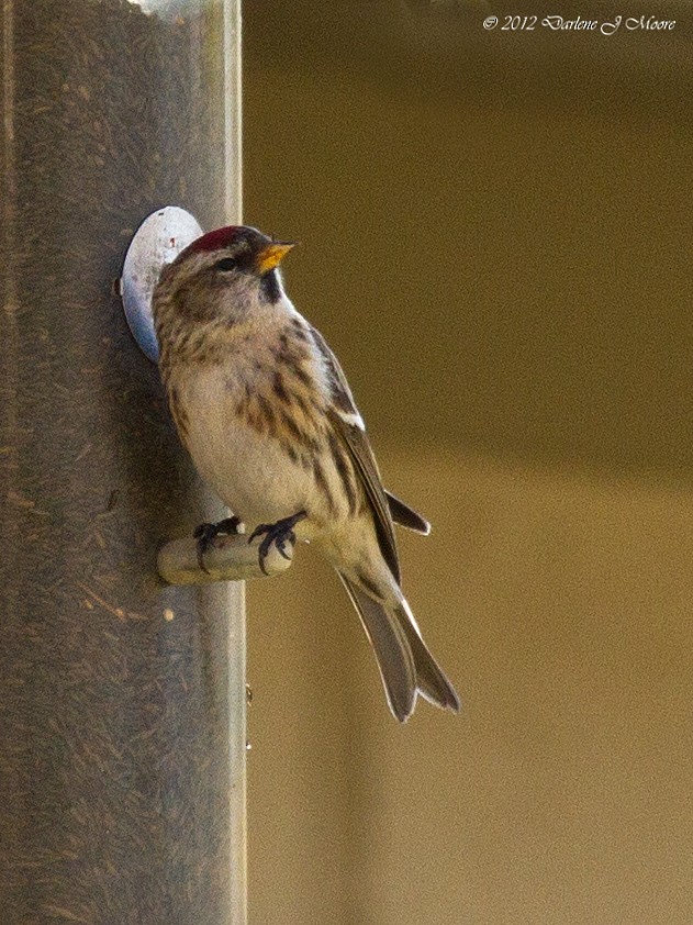 Common Redpoll - ML612503450