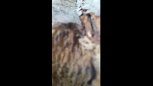 Chilean Flicker - ML612503468