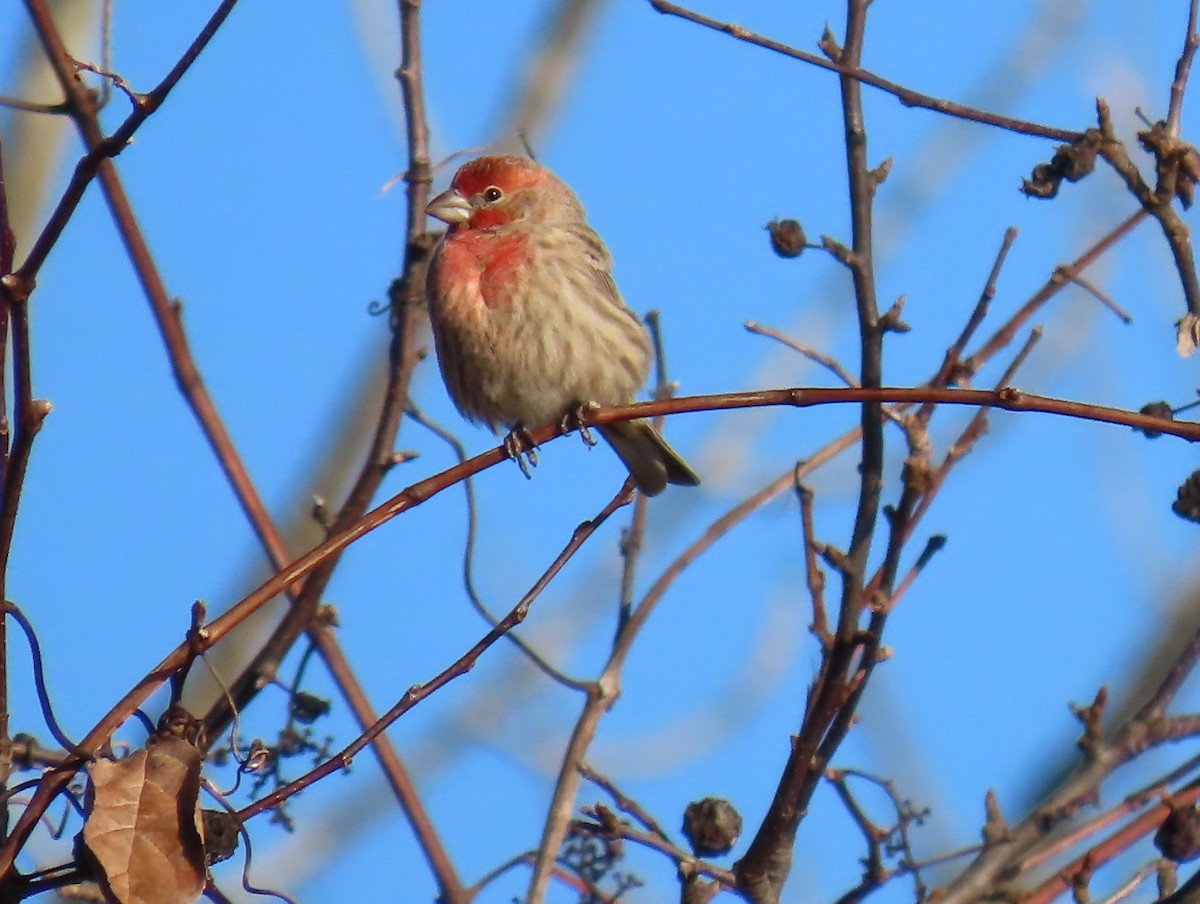 House Finch - ML612503494