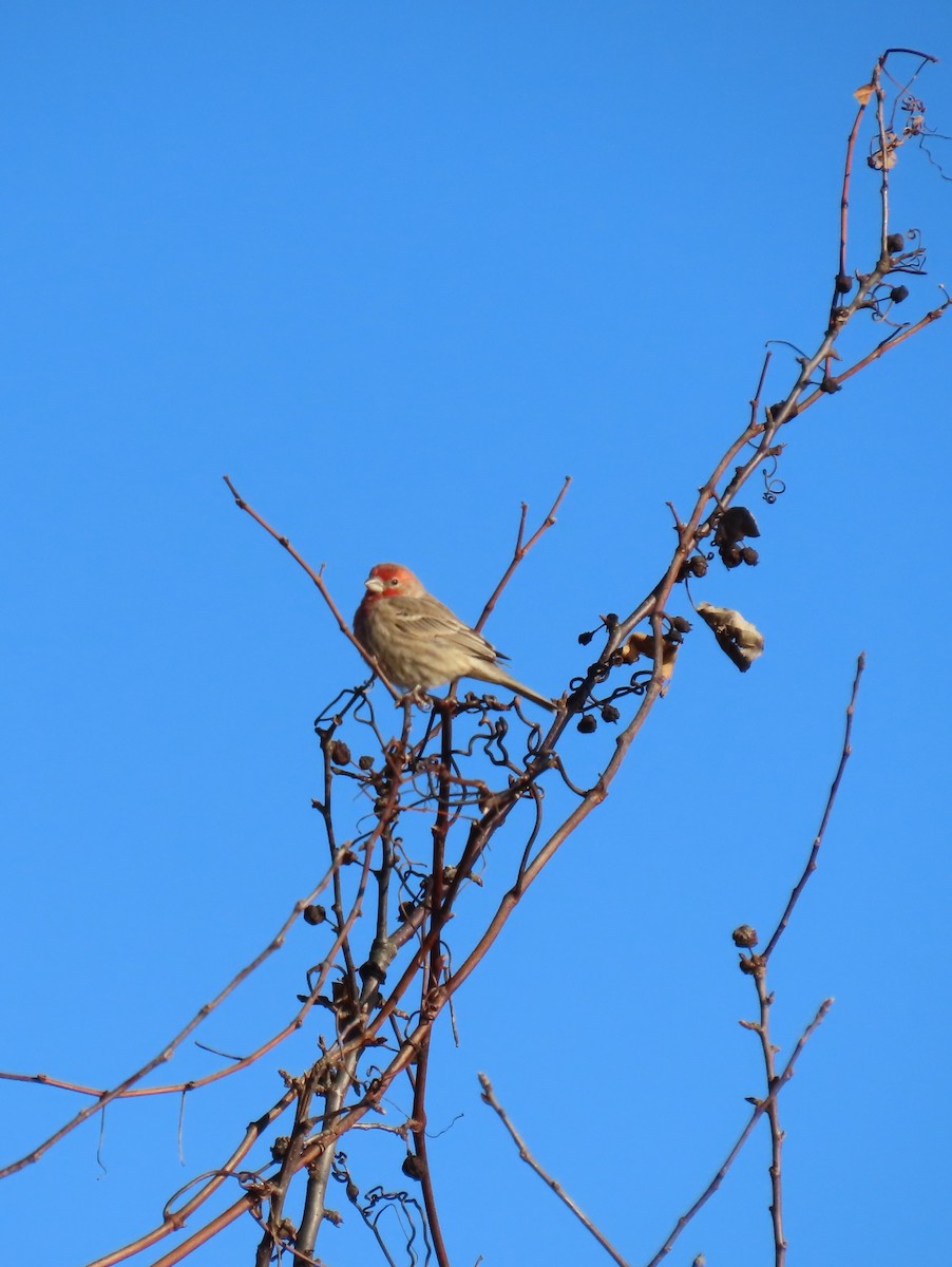 House Finch - ML612503496