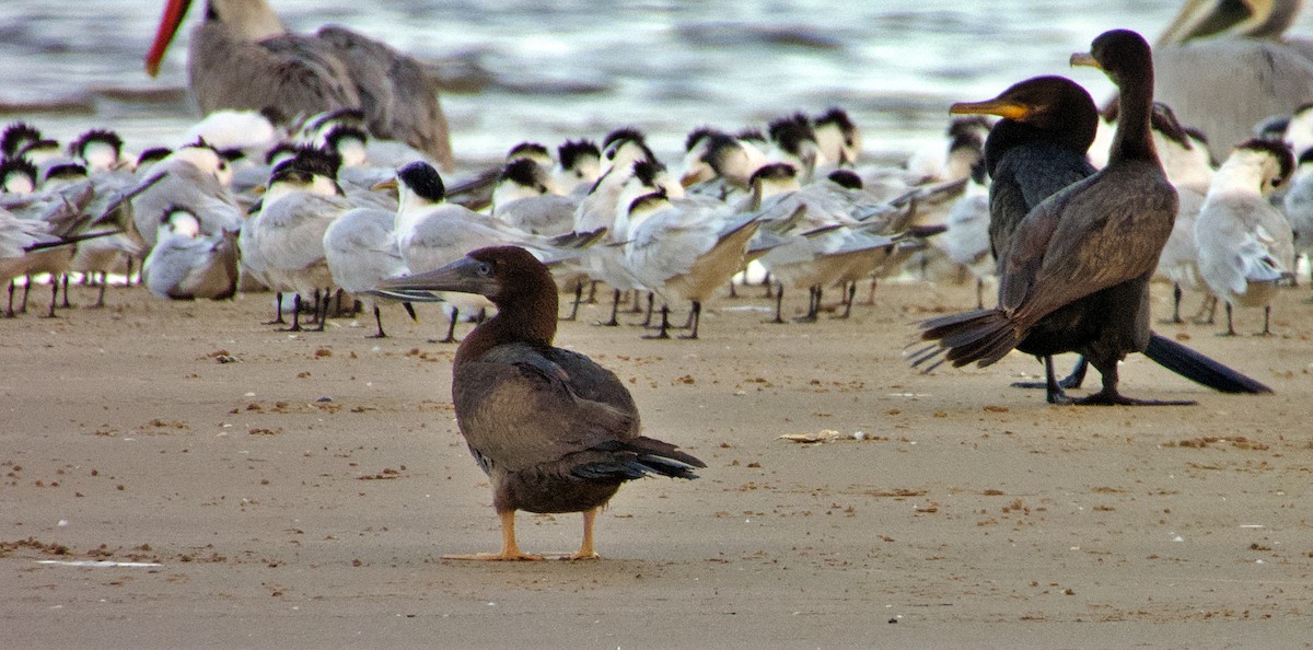 Brown Booby - Manuel Pérez R.