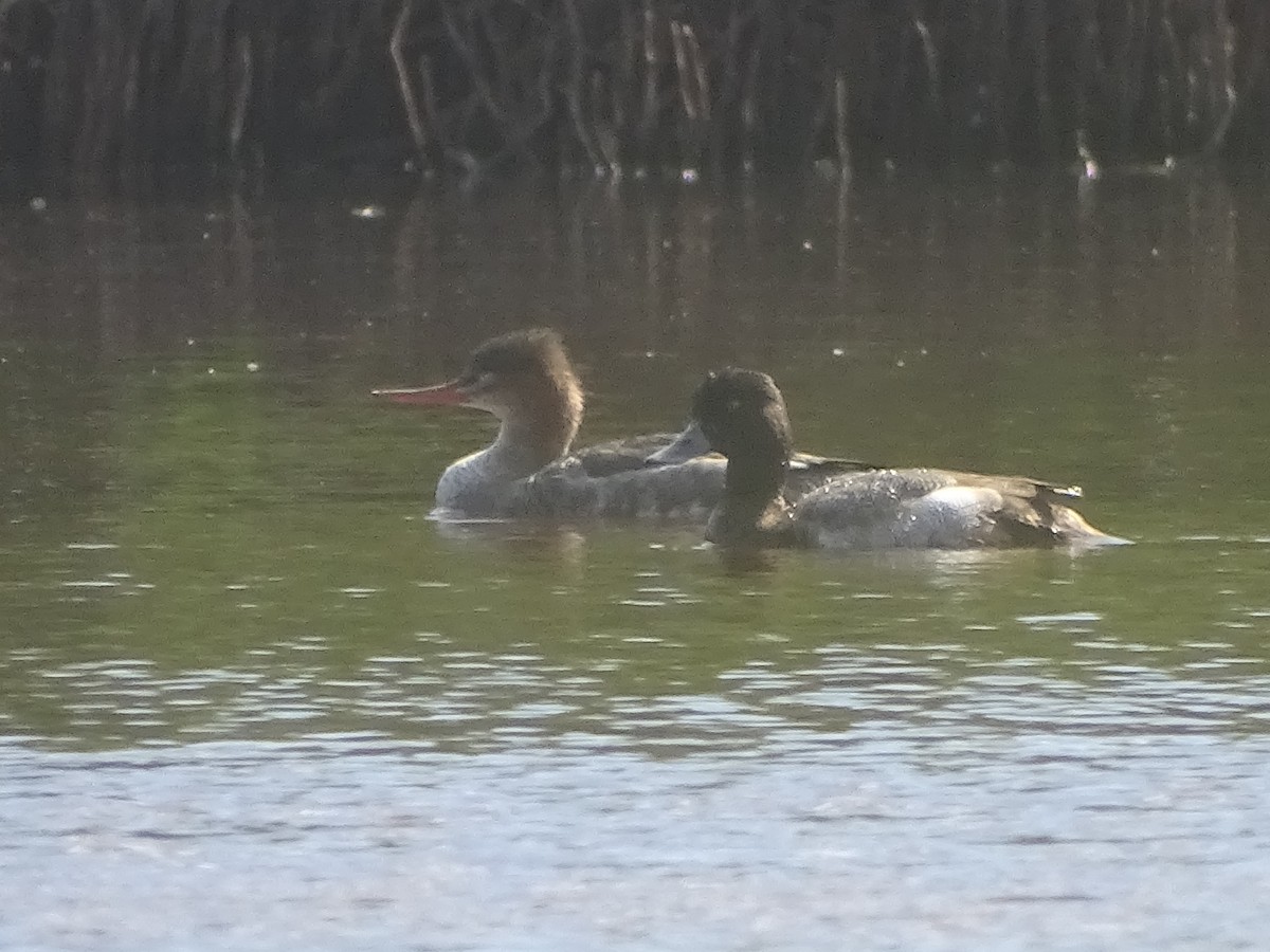 Lesser Scaup - Adrian Domínguez