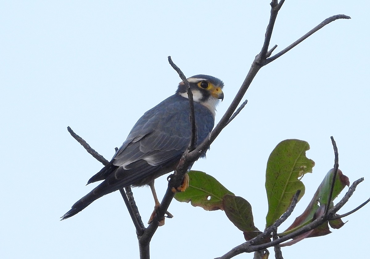 Aplomado Falcon - Manuel Pérez R.