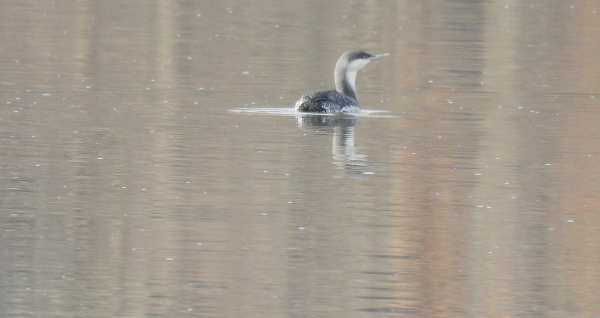 Red-throated Loon - ML612503606