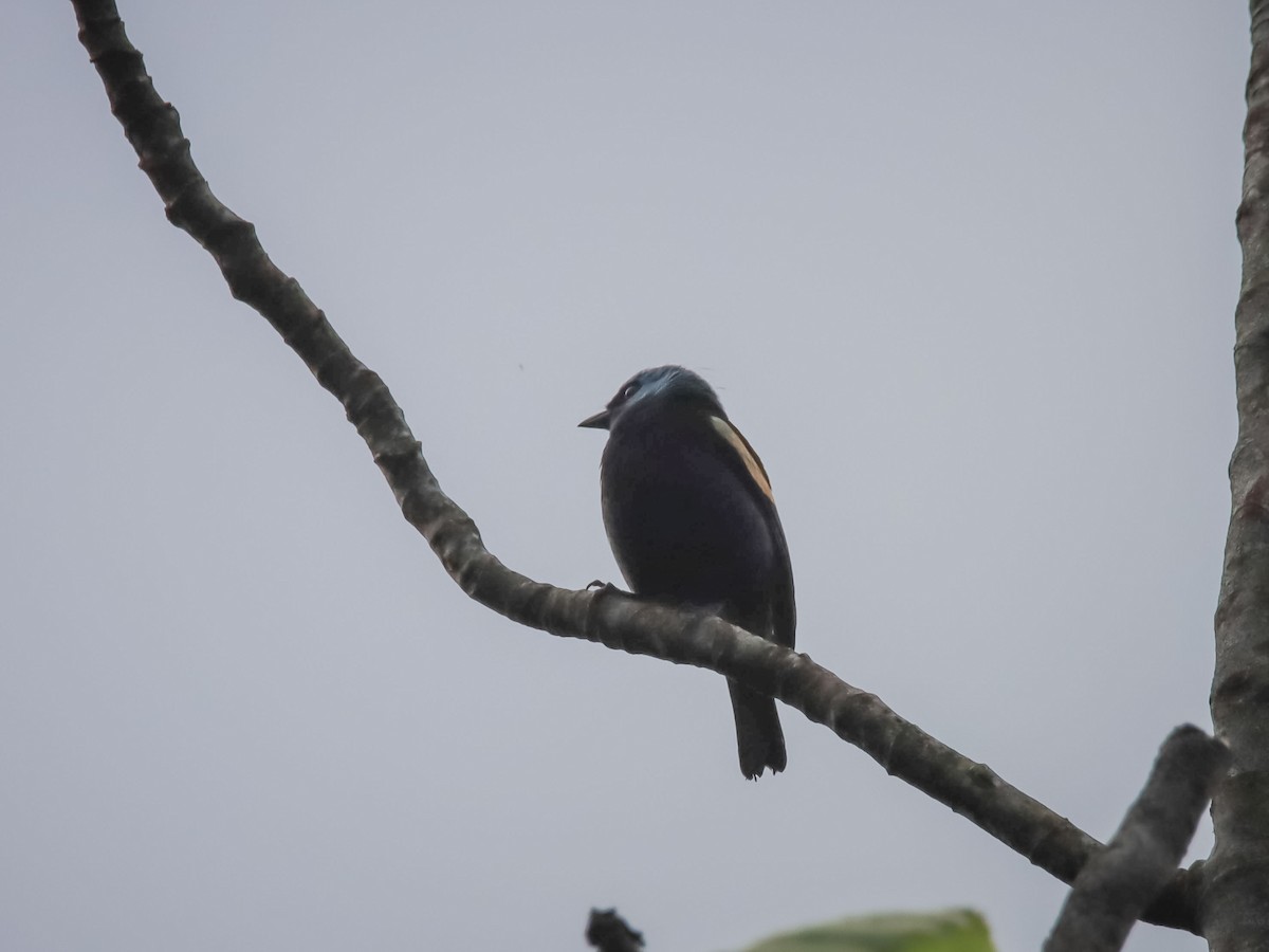 Blue-necked Tanager - ML612503609