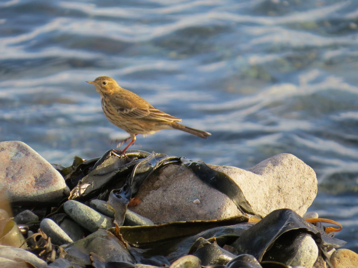 American Pipit - ML612503611