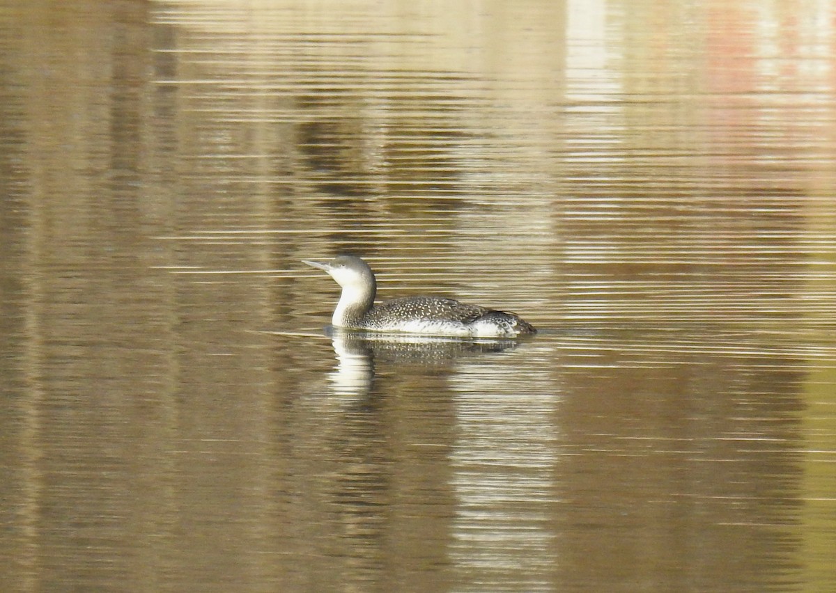 Red-throated Loon - ML612503613