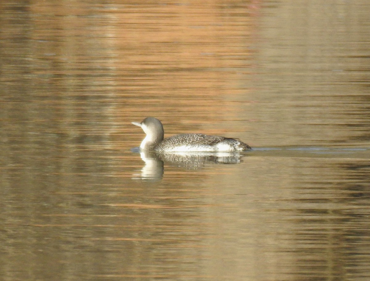 Red-throated Loon - ML612503633