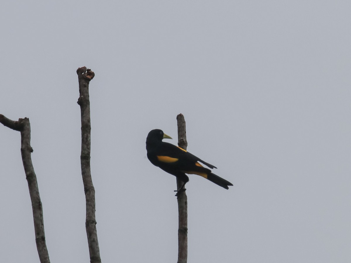 Yellow-rumped Cacique - ML612503639