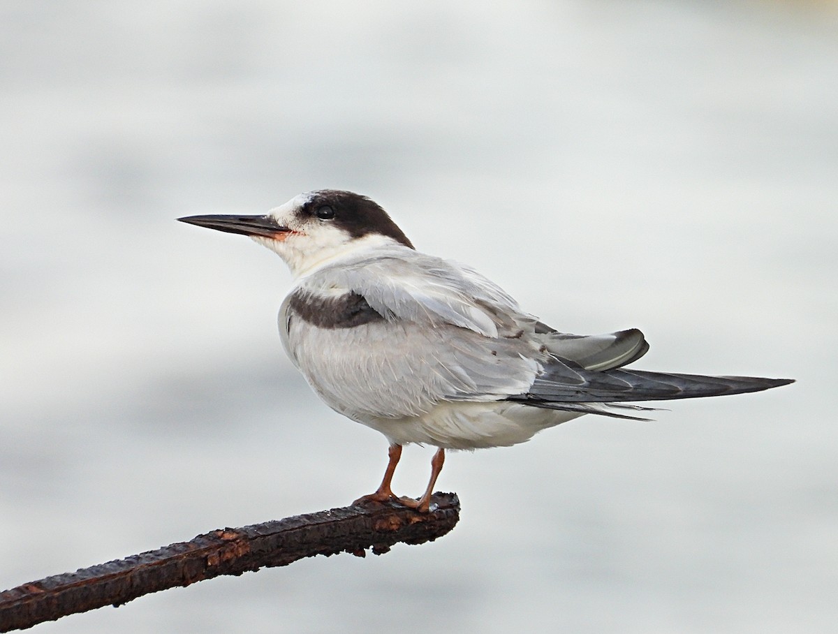 Common Tern - Manuel Pérez R.