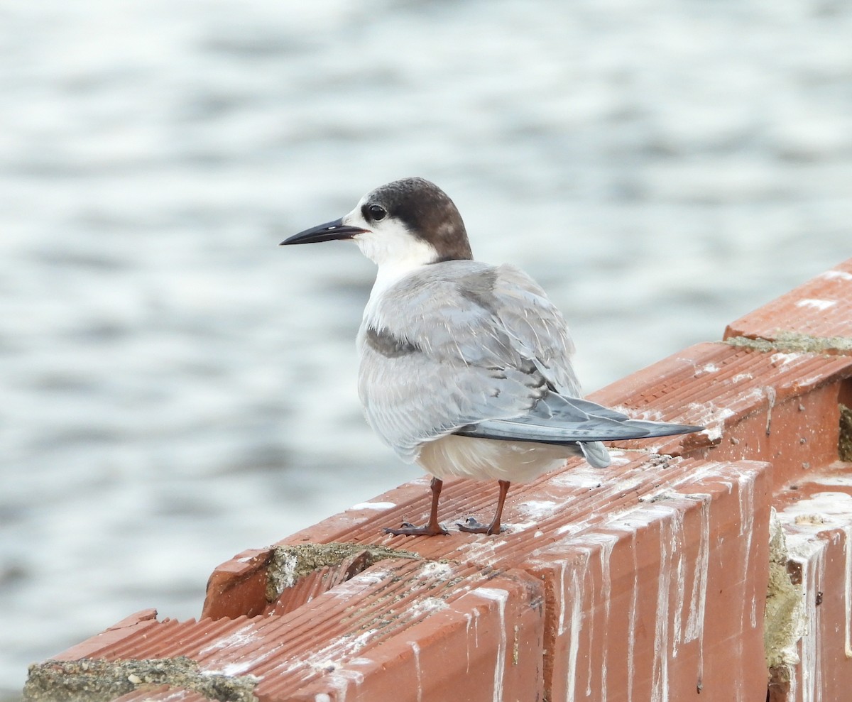 Common Tern - Manuel Pérez R.