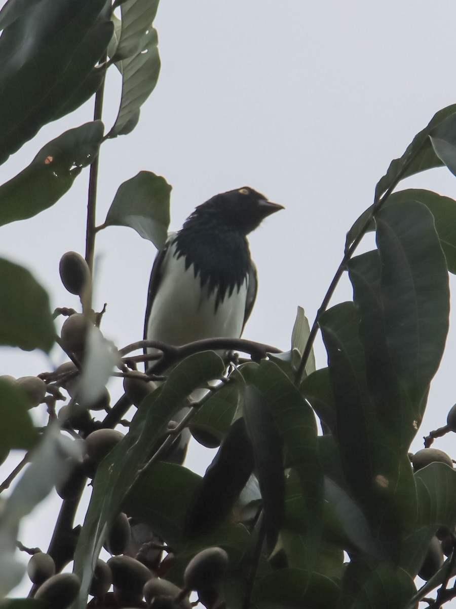 Magpie Tanager - ML612503661