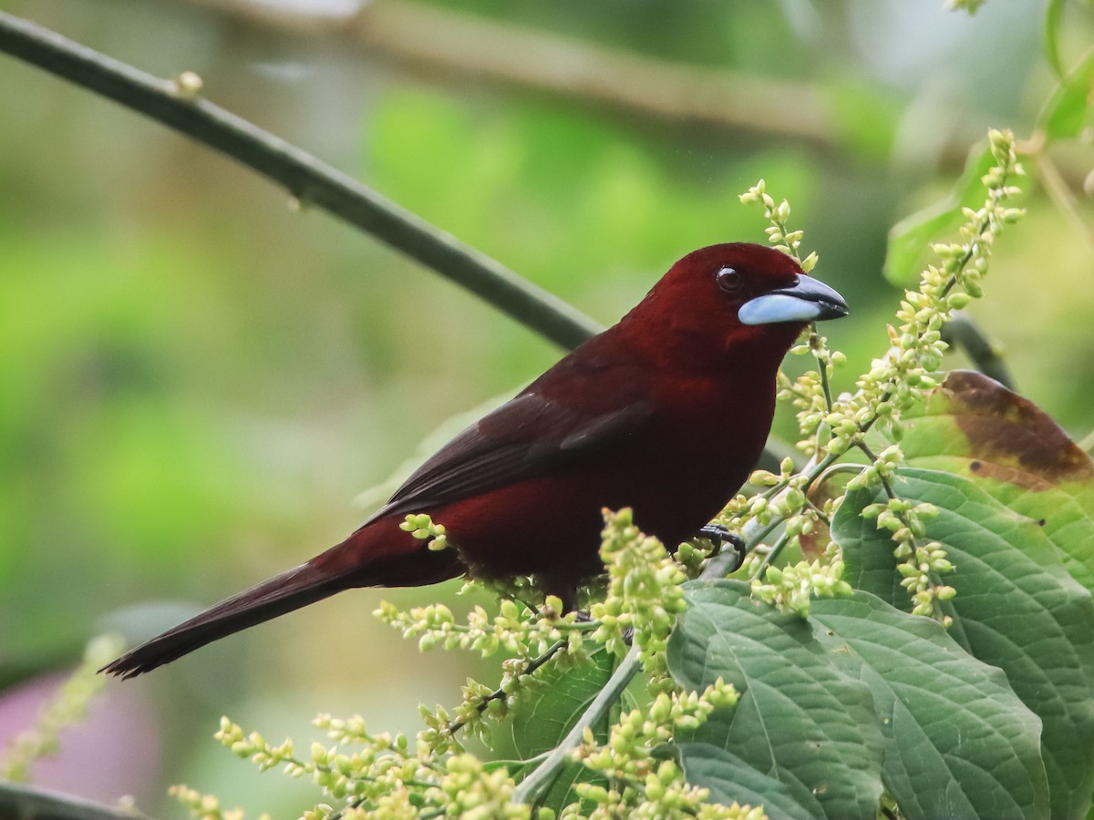 Silver-beaked Tanager - ML612503752