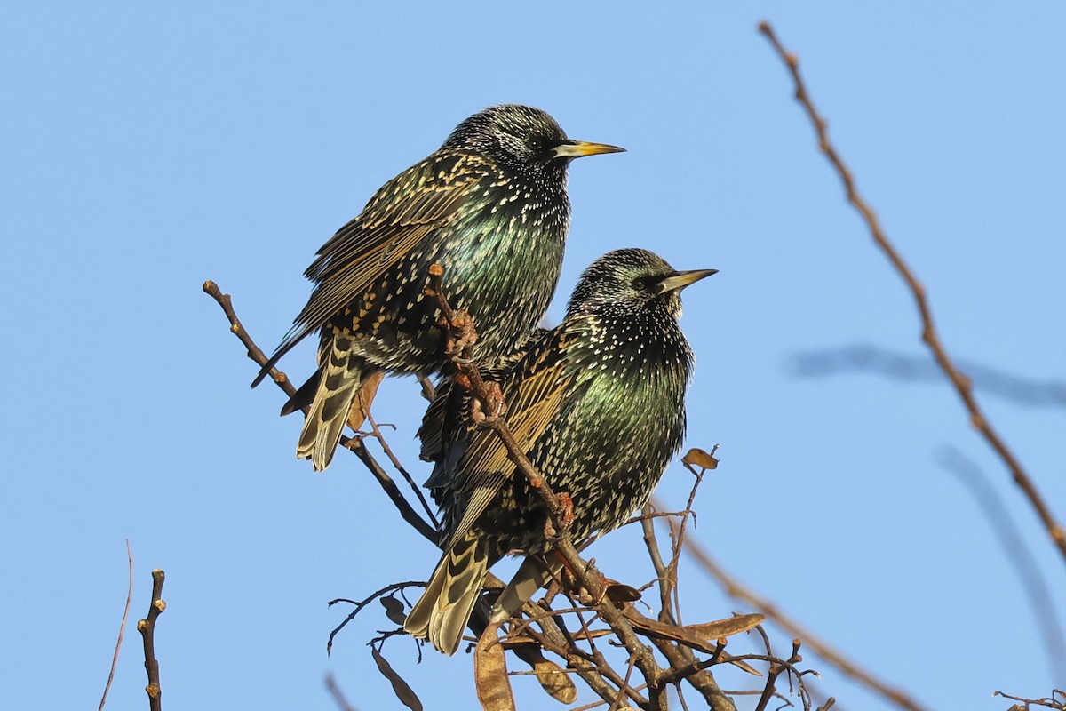 Arabazozo pikarta - ML612503825