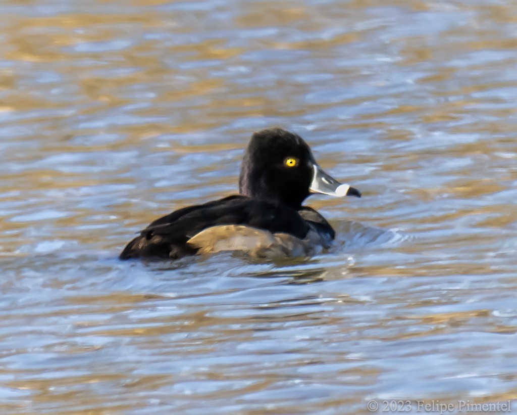 Ring-necked Duck - ML612503831