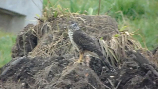 Chilean Hawk - ML612503877