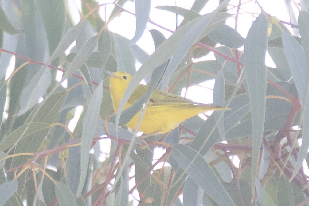 Yellow Warbler - Otto Mayer
