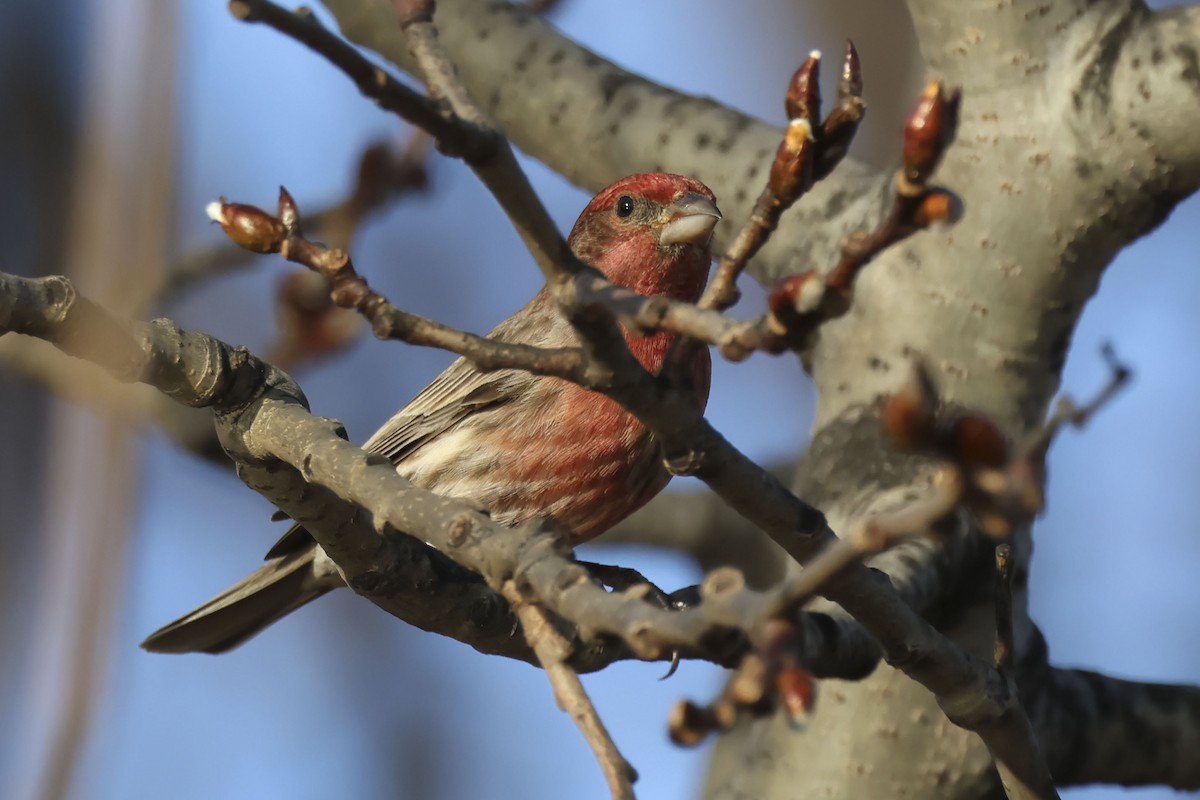 House Finch - ML612503894