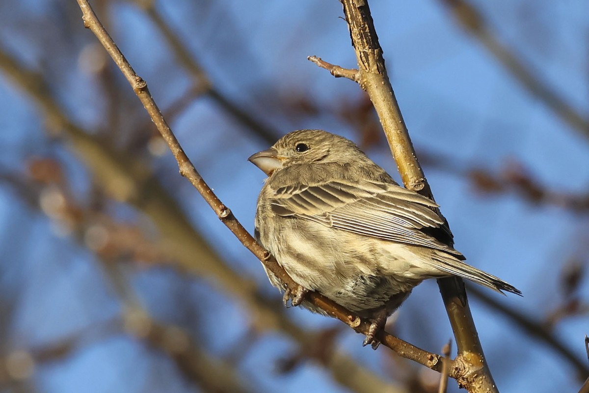 House Finch - ML612503895