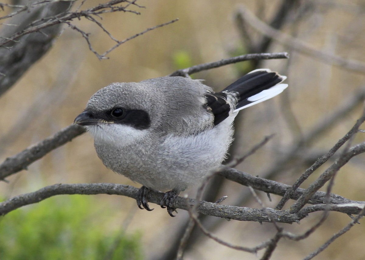 Loggerhead Shrike - Nicole Desnoyers