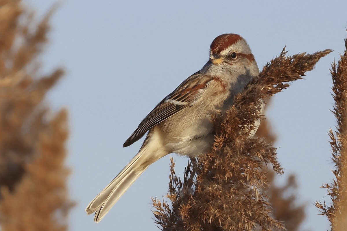 American Tree Sparrow - ML612503937