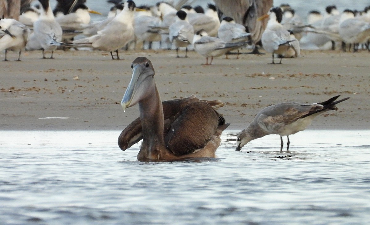 Brown Pelican - ML612503968