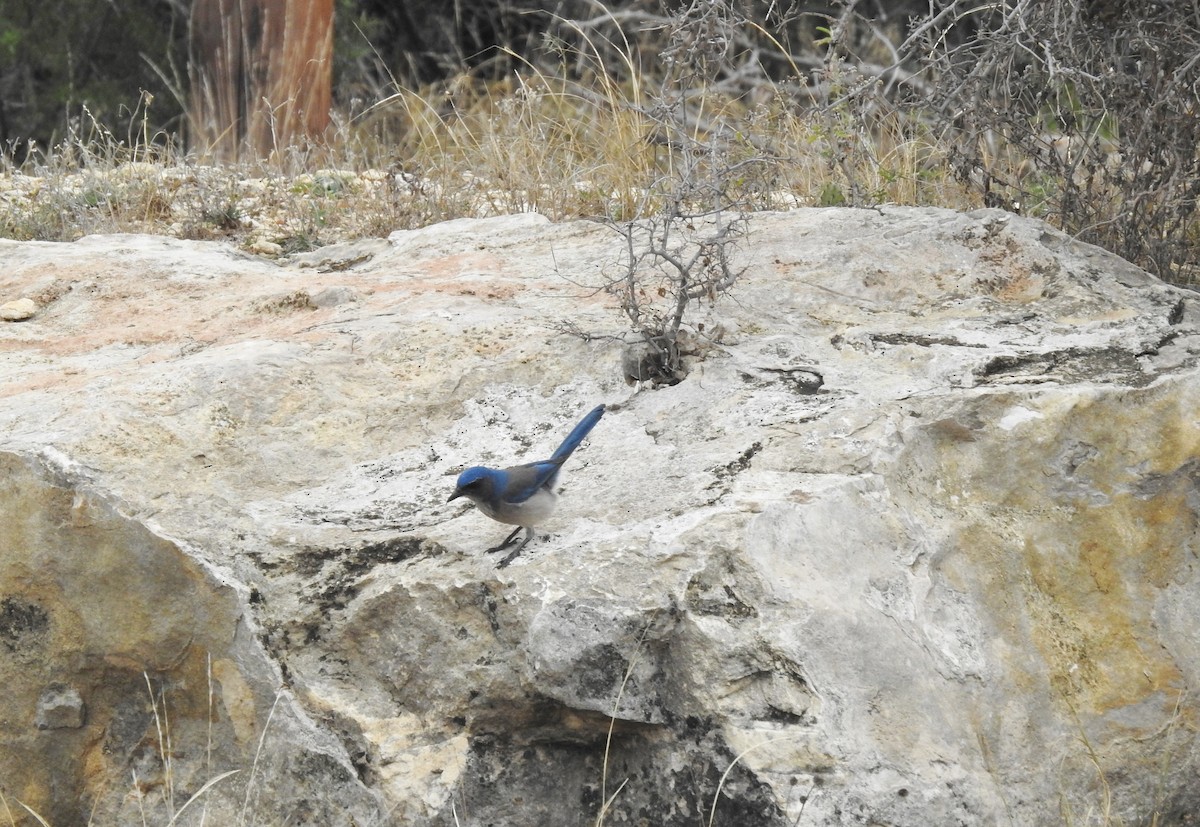 Woodhouse's Scrub-Jay - ML612503977